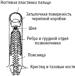 Большой атлас целительных точек. Китайская медицина на страже здоровья и долголетия