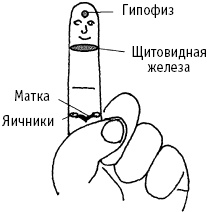 Большой атлас целительных точек. Китайская медицина на страже здоровья и долголетия