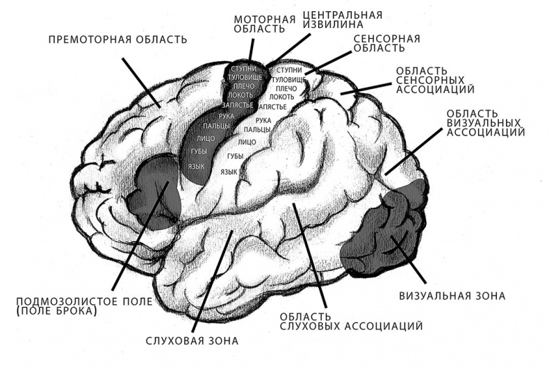 Совершенный мозг