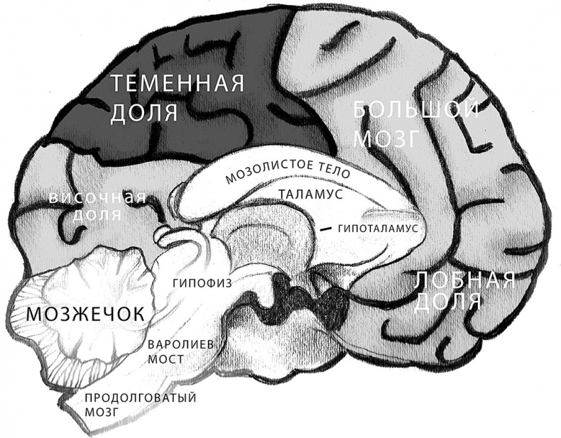 Совершенный мозг