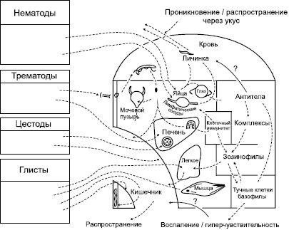 Избавление от паразитов: лямблий, червей, глистов