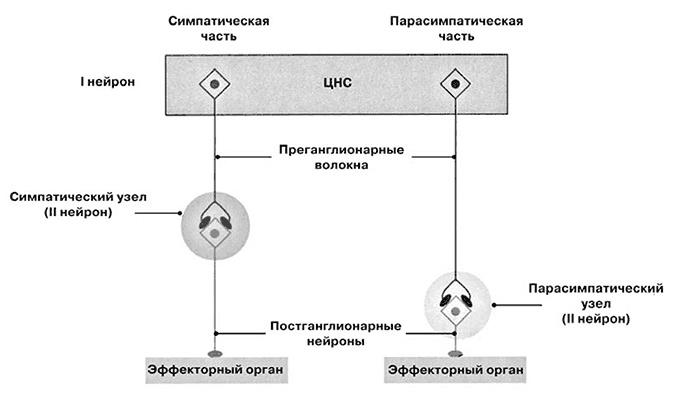 Здоровый мужчина в вашем доме