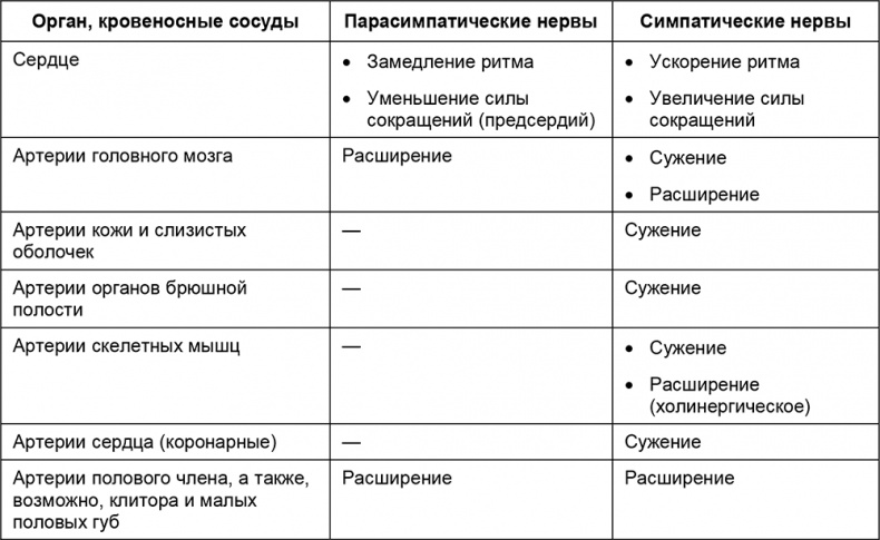 Здоровый мужчина в вашем доме