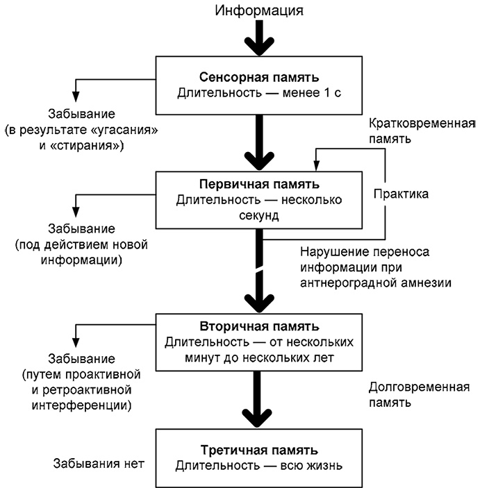 Здоровый мужчина в вашем доме