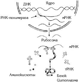 Атлас. Анатомия и физиология человека