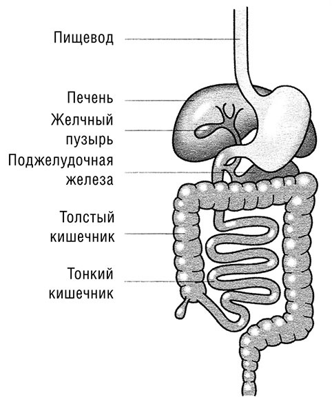 Начни худеть сейчас. Легкий способ сбросить вес - теперь еще легче и еще эффективнее (+ СD)