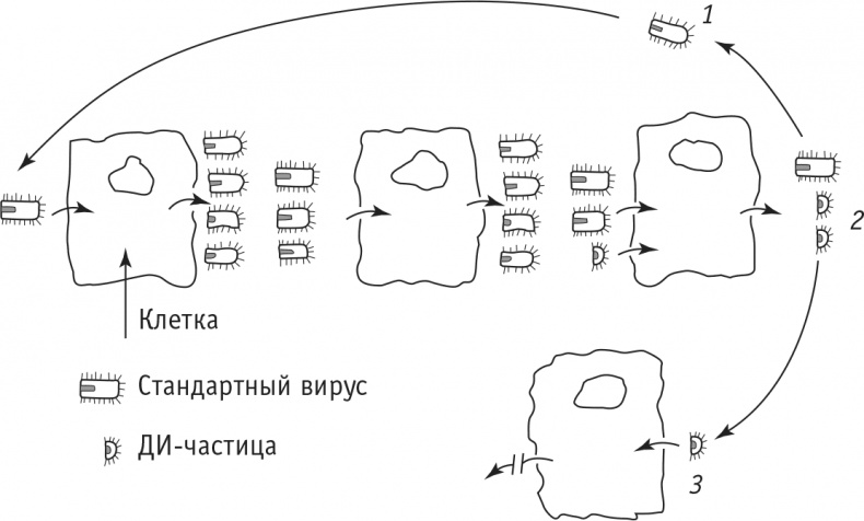 Многоликий вирус. Тайны скрытых инфекций