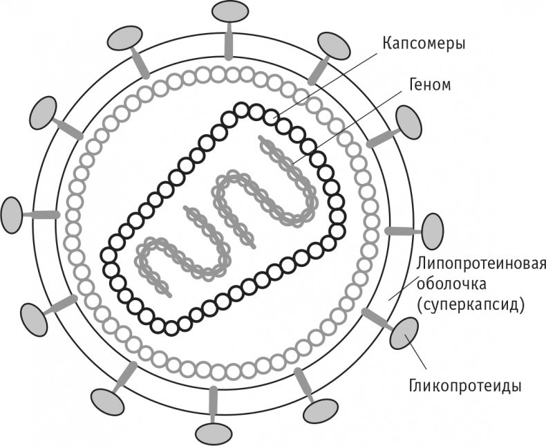 Многоликий вирус. Тайны скрытых инфекций