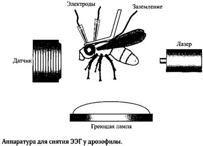 Сон. Почему мы спим и как нам это лучше всего удается