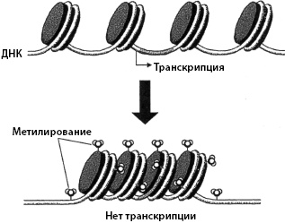 Тайны мозга вашего ребенка