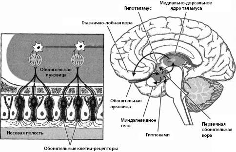 Тайны мозга вашего ребенка