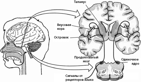 Тайны мозга вашего ребенка