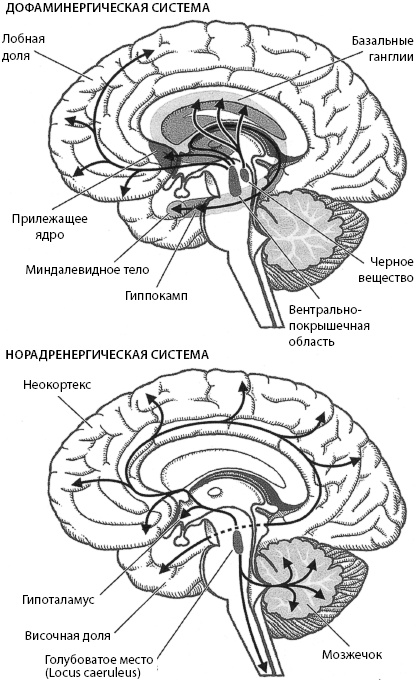 Тайны мозга вашего ребенка