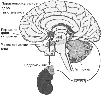 Тайны мозга вашего ребенка