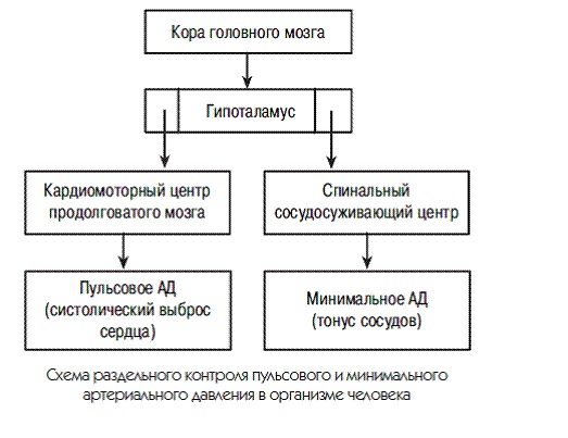 Новый взгляд на гипертонию. Причины и лечение