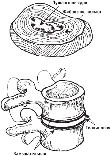 Первая скрипка позвоночника. Революционная методика лечения остеохондроза