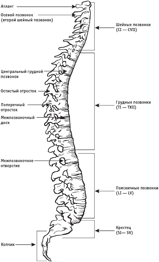 Первая скрипка позвоночника. Революционная методика лечения остеохондроза