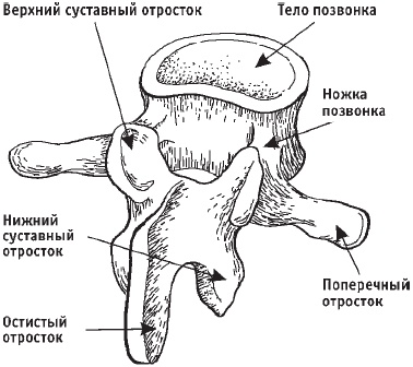 Первая скрипка позвоночника. Революционная методика лечения остеохондроза