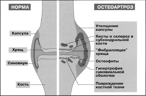 Атлас профессионального массажа