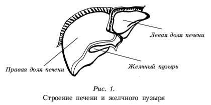 Болезни печени. Самые эффективные методы лечения