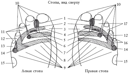 Здоровье ваших ног