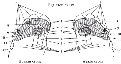 Здоровье ваших ног