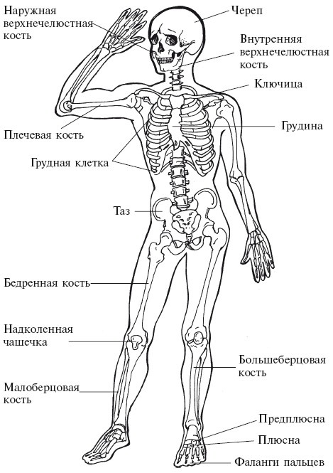 Позвоночник - ключ к здоровью