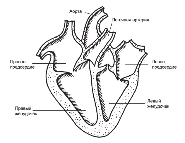 Здоровье женщины. Энциклопедия