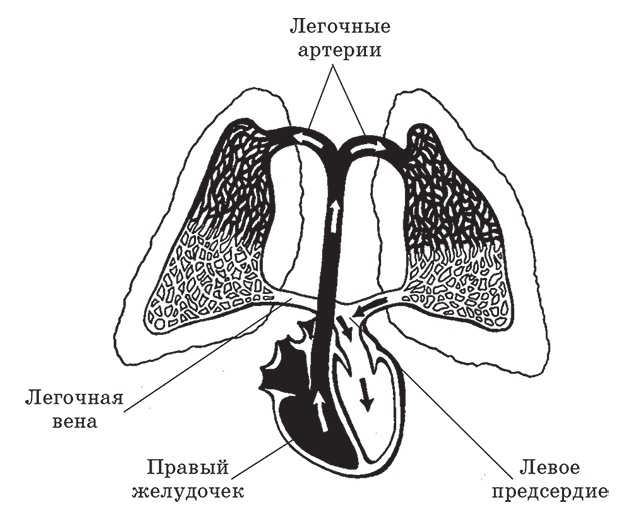 Здоровье женщины. Энциклопедия