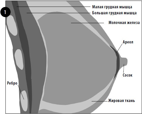 Упражнения для увеличения груди