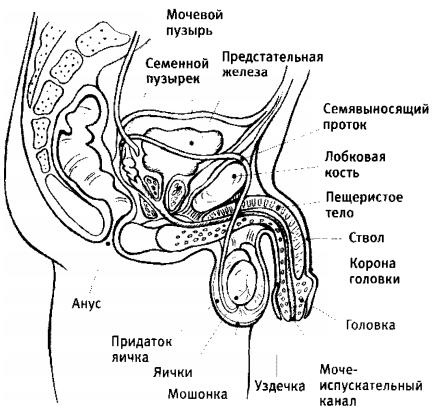 Любовь и секс. Как мы ими занимаемся