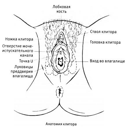 Клитор — Википедия