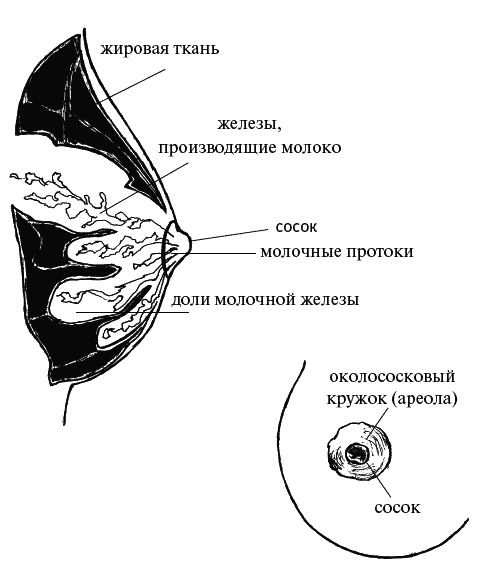 Как говорить с дочкой! Самые сложные вопросы. Самые важные ответы