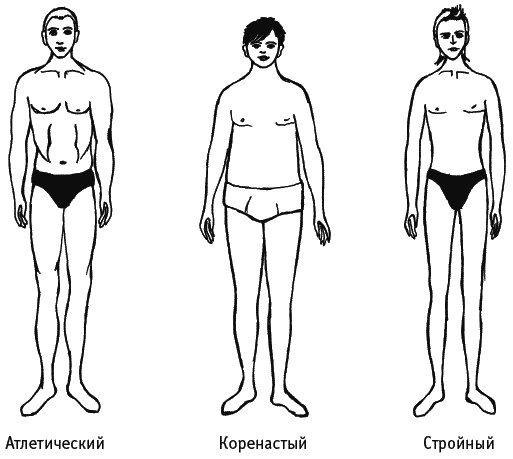 Типы телосложения (cоматотипы)