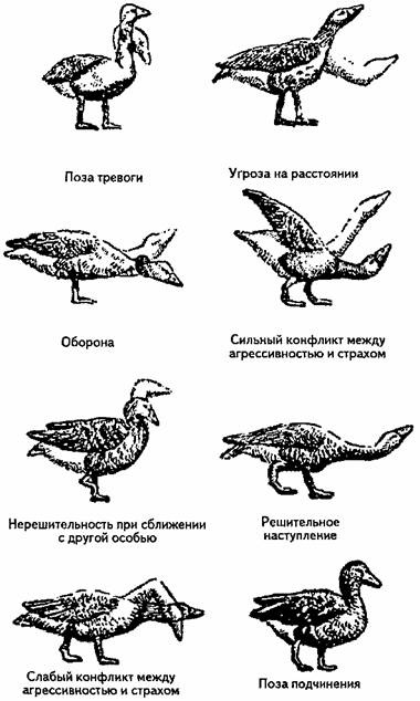 Занимательная психология