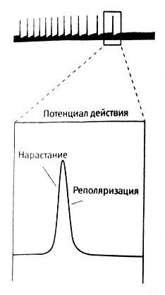 В поисках памяти