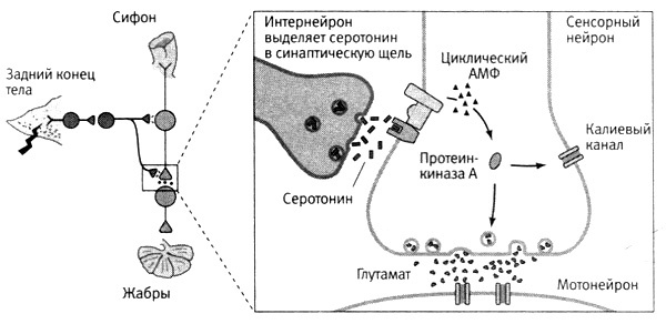 В поисках памяти