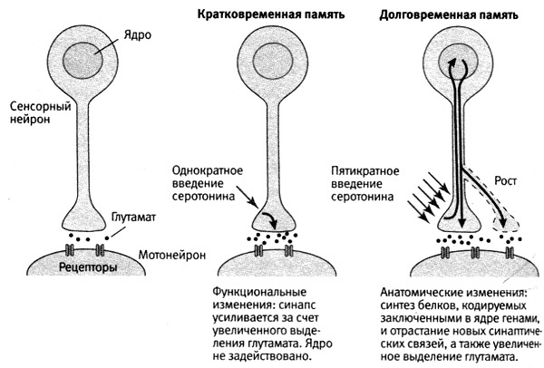 В поисках памяти