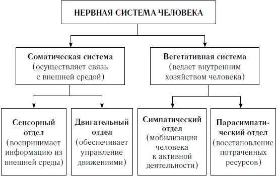 Как оставаться молодым и жить долго