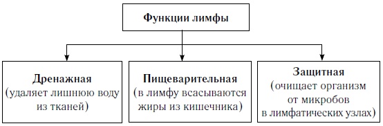 Как оставаться молодым и жить долго