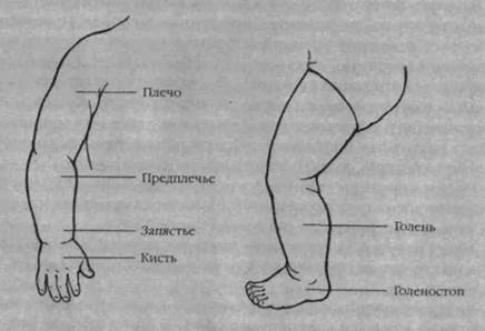 Infantia. Учебник первого года. Игры и упражнения для самых маленьких