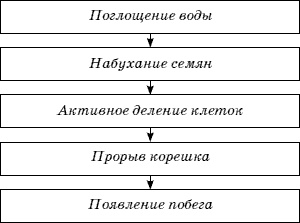 Огород у вас дома