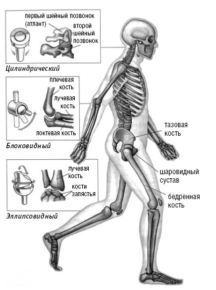 Лечимся едой. Болезни суставов и позвоночника. 200 лучших рецептов