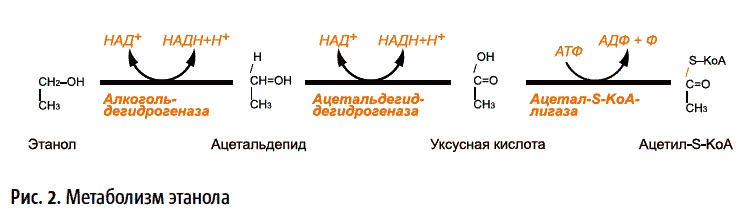 Теперь я ем все, что хочу! Система питания Давида Яна