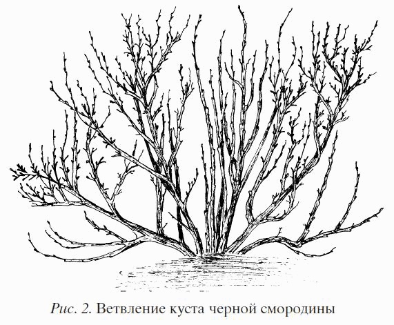 Смородина. Сажаем, выращиваем, заготавливаем