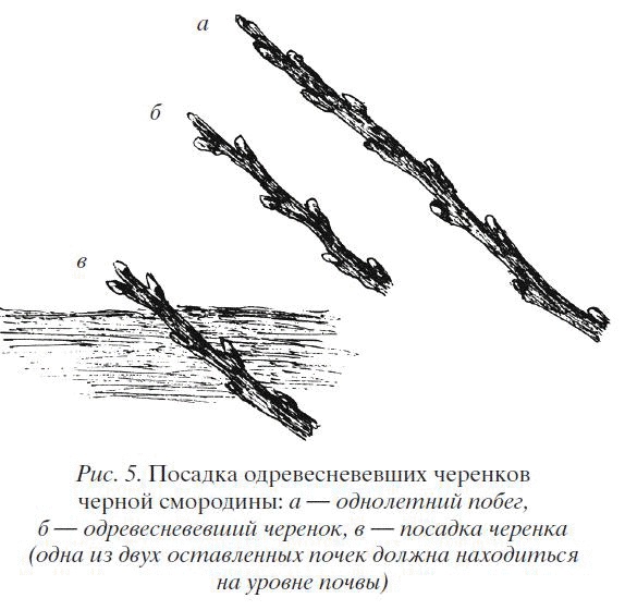 Смородина. Сажаем, выращиваем, заготавливаем