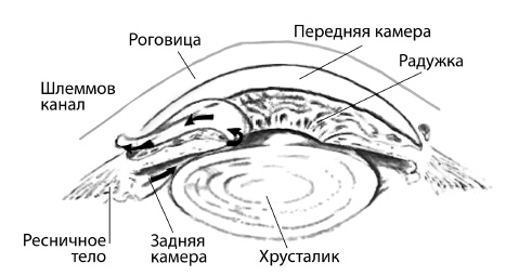 Болезни глаз