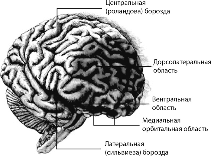 Внимательный мозг. Научный взгляд на медитацию