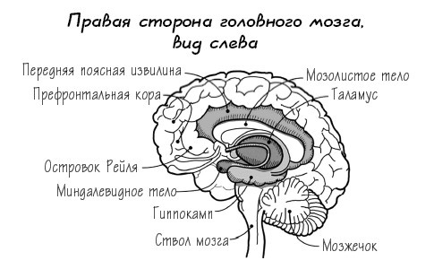 Растущий мозг. Как нейронаука и навыки майндсайт помогают преодолеть проблемы подросткового возраста