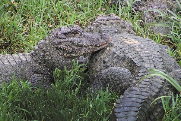 Песни драконов. Любовь и приключения в мире крокодилов и прочих динозавровых родственников